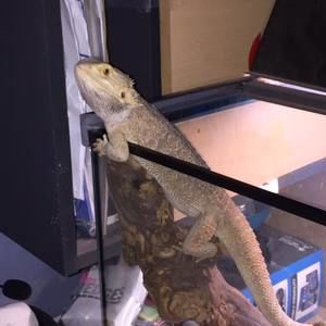 Meet your Posher, Vincent